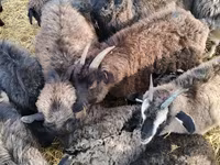 암염소, Alpine goat — 사진 3