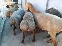 Ovan, Arashan sheep — fotografija 2