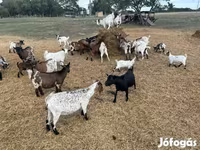 Chèvre, Dutch Landrace goats — photo 3