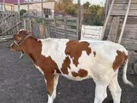 گاو نر, Simmental cattle — عکس 1