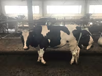 Vaca, Raza Holstein — foto 5