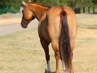 Kobyła, Quarter Horse — zdjęcie 7