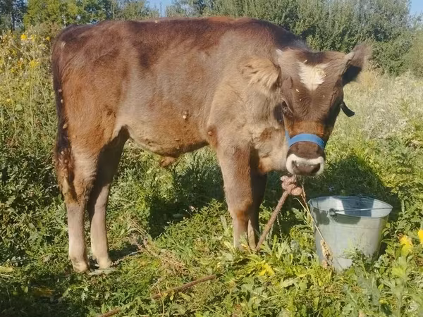 Bou, Bovine