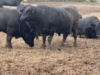 Bò đực, Aberdeen – Angus — ảnh 6