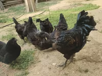 Chickens — foto 7