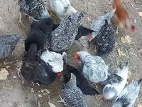 Chickens — zdjęcie 4