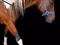 雄馬, Thoroughbred horse — 写真 1
