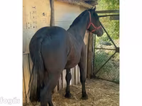Hingst, Heste — foto 2