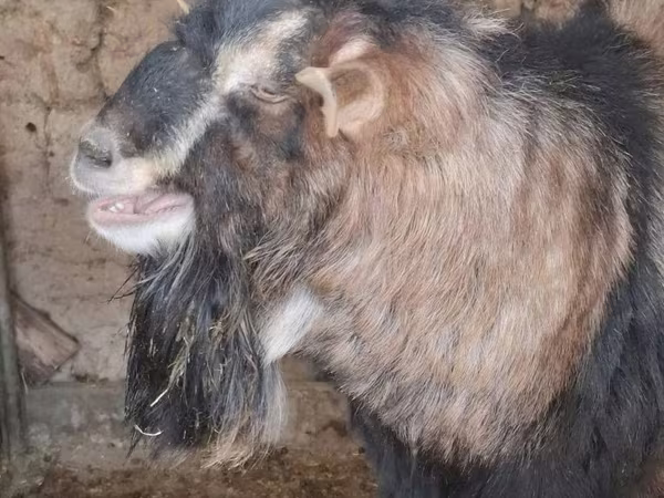 Արու այծ, Alpine goat