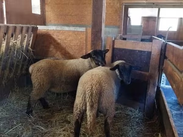 Sheep, Baerchuke sheep