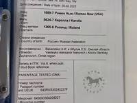 مادیان, Arabian horse — عکس 6