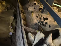 Goveda (partija, pol nije naveden), Russian Black pied cattle — fotografija 6