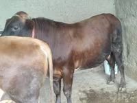 ወንድ በሬ, Cattle — ፎቶ 2