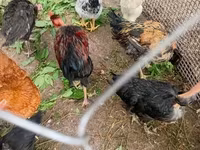 Chickens — photo 2