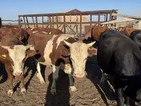 Bull, Simmental cattle — photo 1