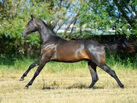 Kůň, Akhal-Teke — foto 5