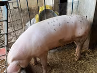 Sow, Pigs — photo 5