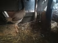 Chickens — عکس 2