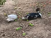 Ducks — foto 1