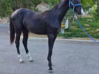 Kuda jantan, Akhal-Teke — foto 6