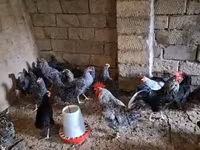Chickens — foto 3