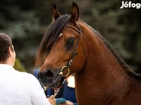اسب نر, Arabian horse — عکس 1
