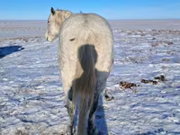 اسب نر, Alter Real — عکس 6