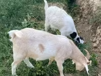 Nőstény kecske, Boer goat — 5. fotó