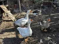 Geese — fotografija 1