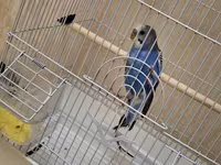 Dalğalı tutuquşu və qəfəs dəsti - Növ: dalğalı tutuquşu (budgerigar) — foto 5