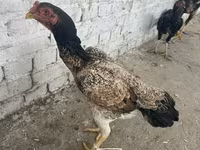 Chickens — foto 3