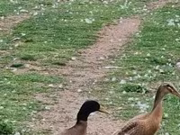 Indian Runner — foto 6
