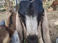 Koza, Nubian Goat — fotografija 1