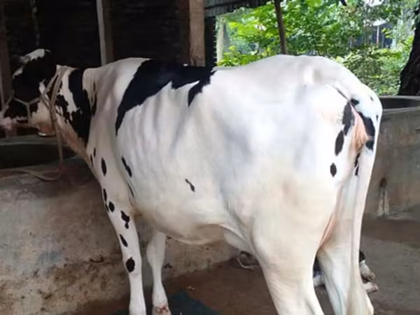 Sigir, Bifalo — Bangladesh