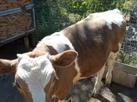 Kuh, Simmental cattle — Foto 2
