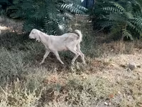 Ged, Nubian Goat — foto 1