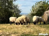 قوچ, Tsigai sheep — عکس 4