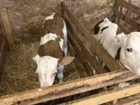 Krowa, Węgierska szara rasa — zdjęcie 2