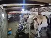 Bò cái, Giống Holstein — ảnh 5