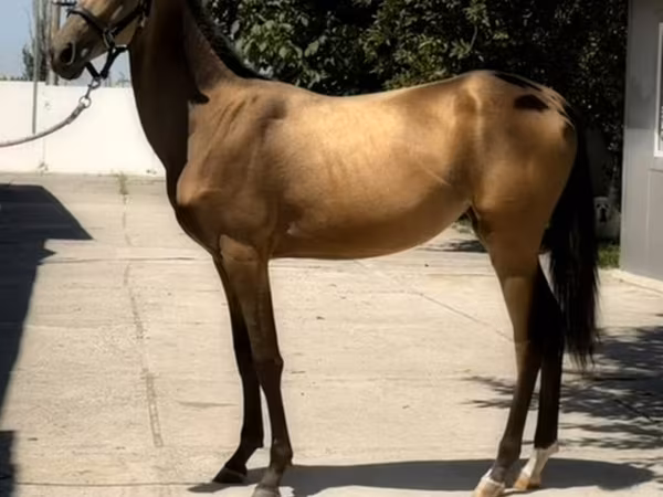اسب نر, Akhal-Teke