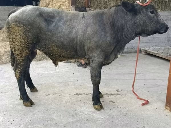 Bull, Belgian Blue