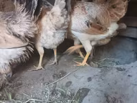 Chickens — φωτογραφία 7