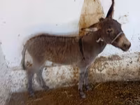 Kůň, Koně — foto 3