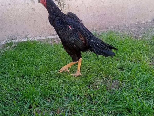 Chickens