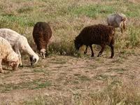 Baran, Edilbay sheep — zdjęcie 2