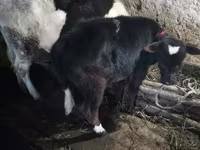 Krava, Russian Black pied cattle — fotografija 3