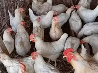Chickens — புகைப்படம் 5