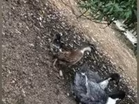 Geese — foto 2