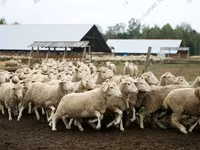 แกะตัวผู้, Dorper sheep — รูปภาพ 7