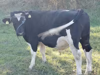 Buğa, Russian Black pied cattle — foto 1